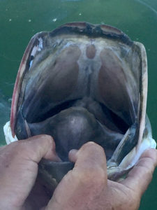 Looking down a tarpon's mouth