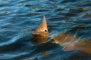 Redfish Tailing on grass flats Boca Grande Florida