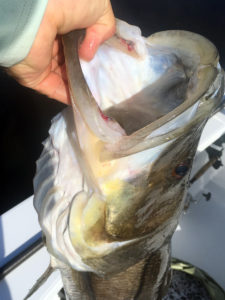 Large Snook caught in Charlotte Harbor