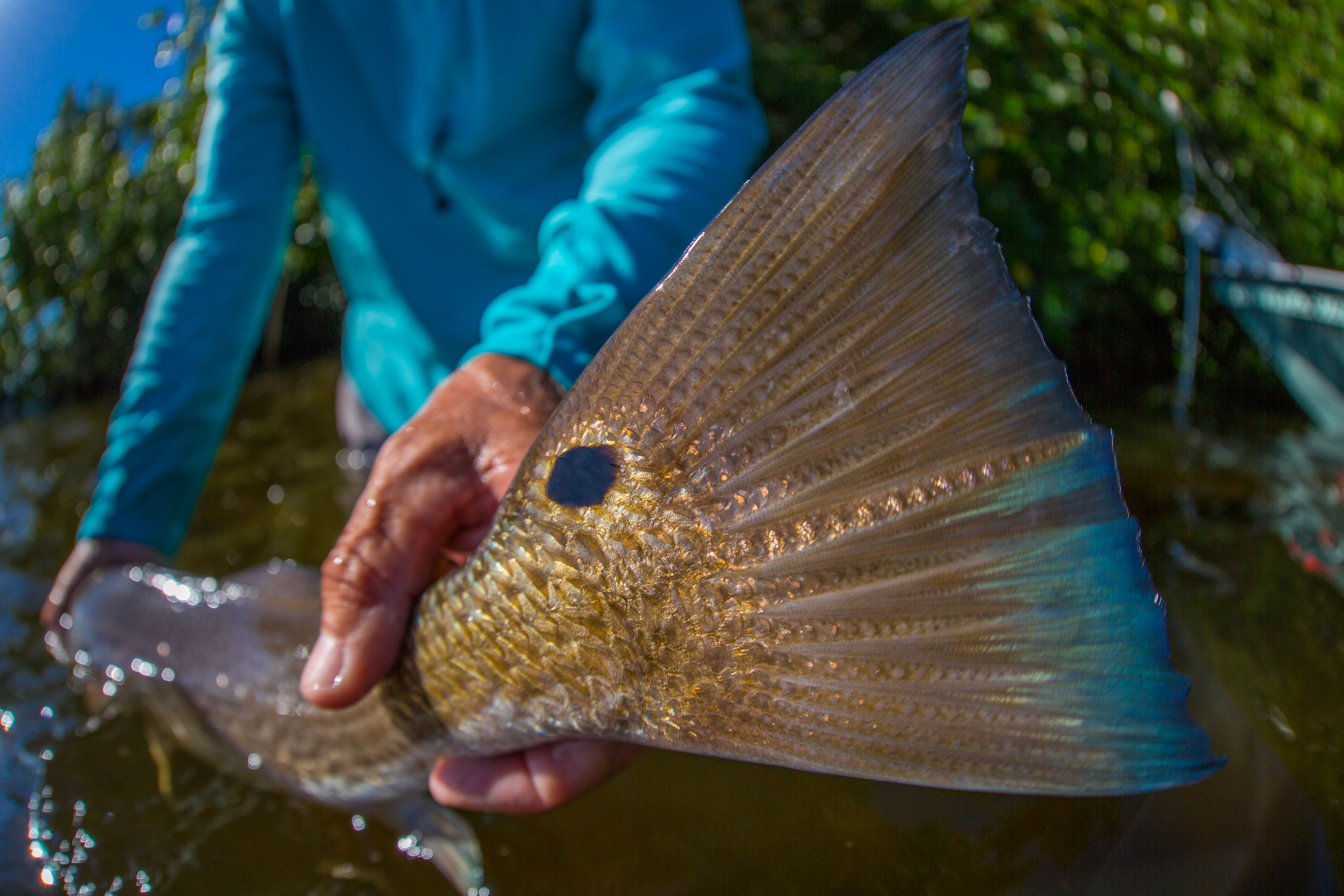 Redfish Tail