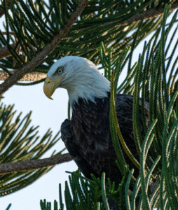 Boca Grande Bald Eagle
